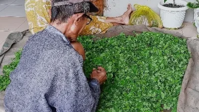 Petani Semanggi memilah daun semanggi