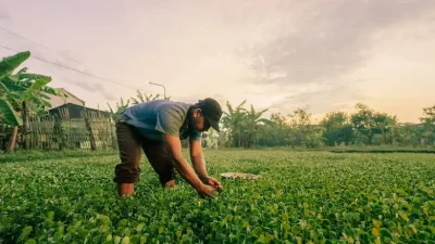 petani semanggi