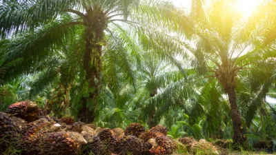 Perusahaan Kelapa Sawit Terbesar di Indonesia