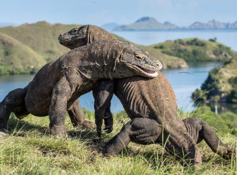 Panduan Lengkap Wisata ke Labuan Bajo Pulau Komodo Wisata Pulau Komodo
