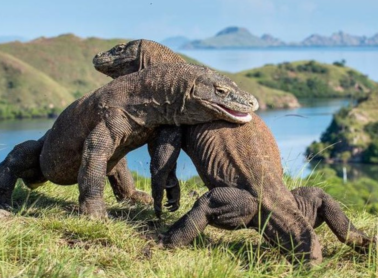 Panduan Lengkap Wisata ke Labuan Bajo Pulau Komodo